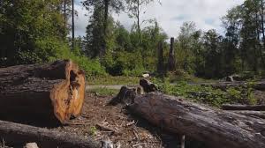 Best Firewood Processing and Delivery  in Waikapu, HI